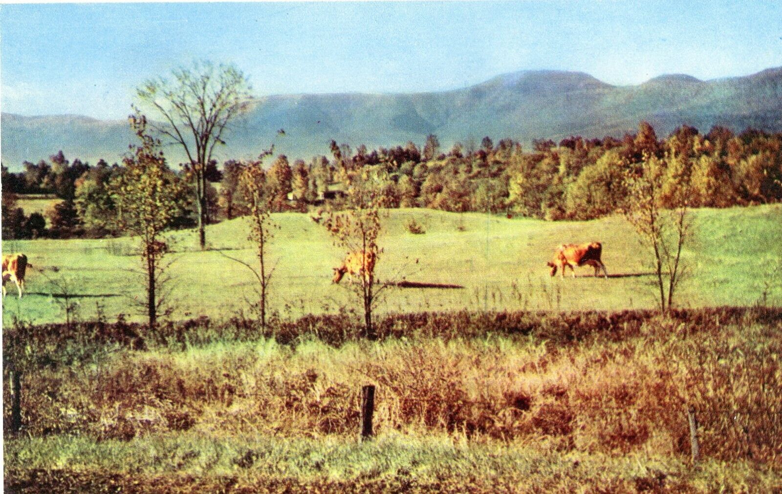Catskill Mountains, Showing Blackhead Mountain, New York, 1953 --POSTCARD