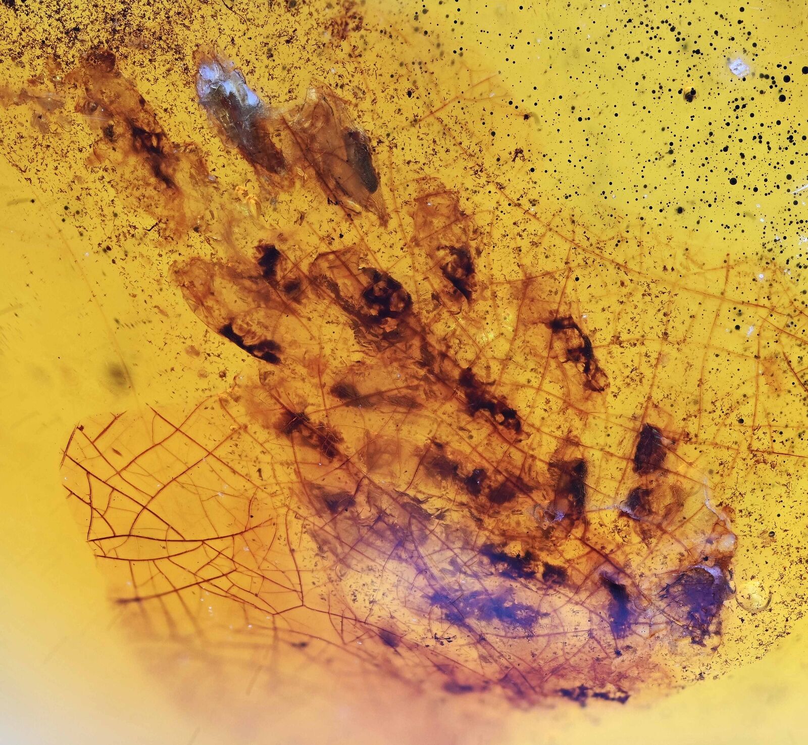 SUPER RARE Spider Egg Sac, Fossil Inclusion in Burmese Amber
