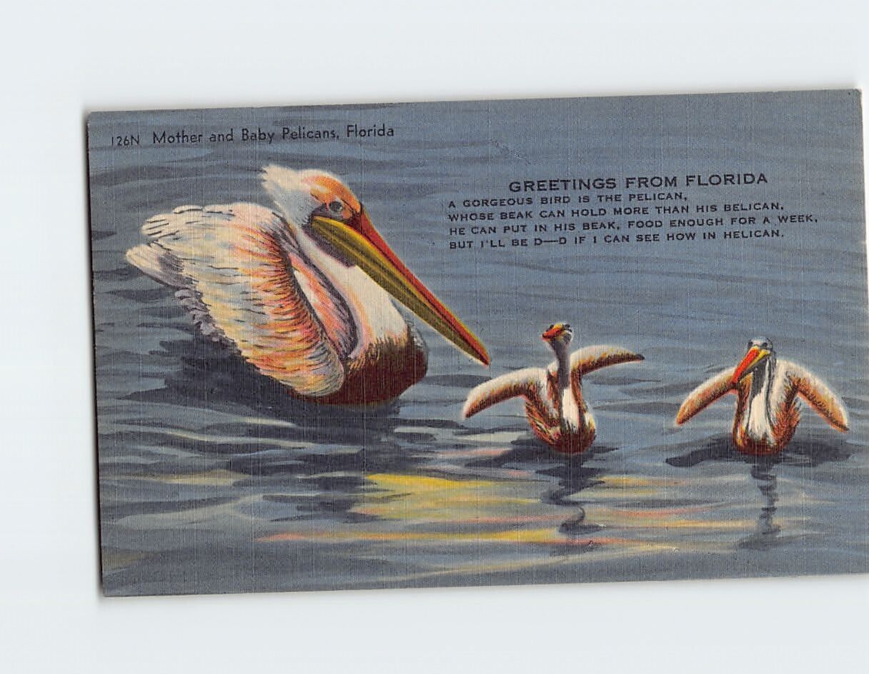 Postcard Mother and Baby Pelicans Greetings from Florida USA