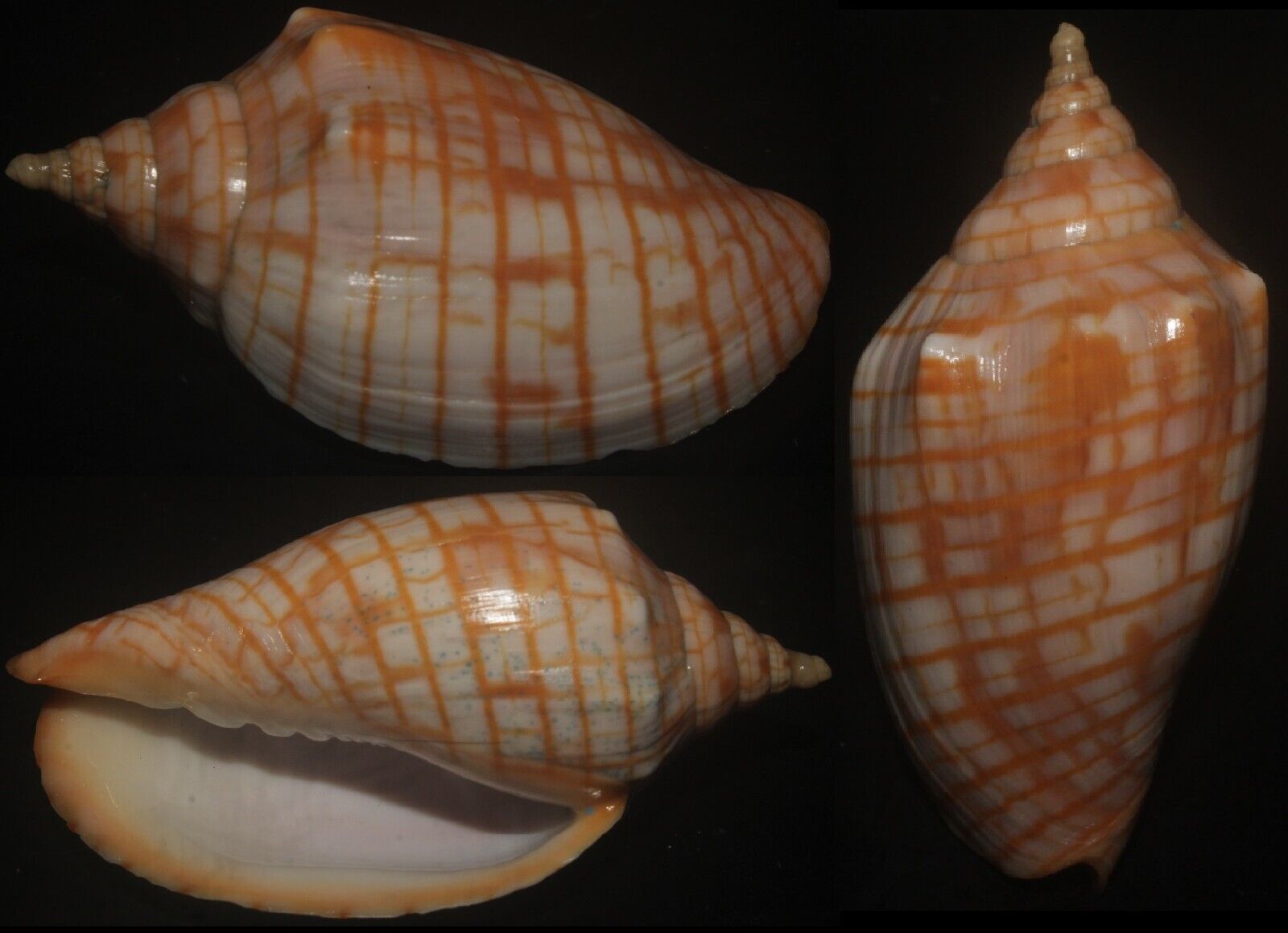 Tonyshells Seashell Harpulina arausiaca GOLD-BANDED VOLUTE 70mm F+++/gem, superb
