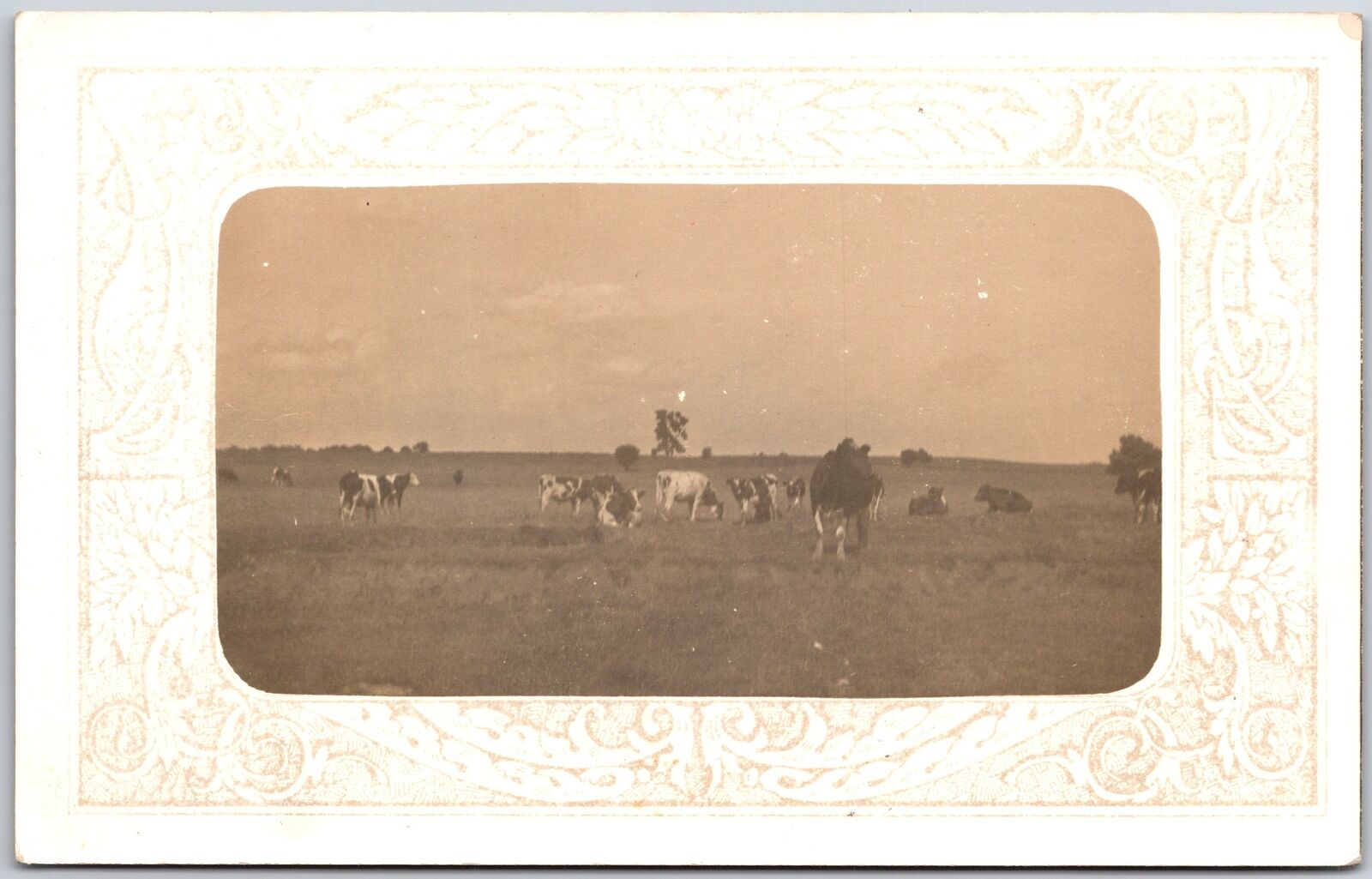 Cattles In The Greener Pastures Antique Postcard