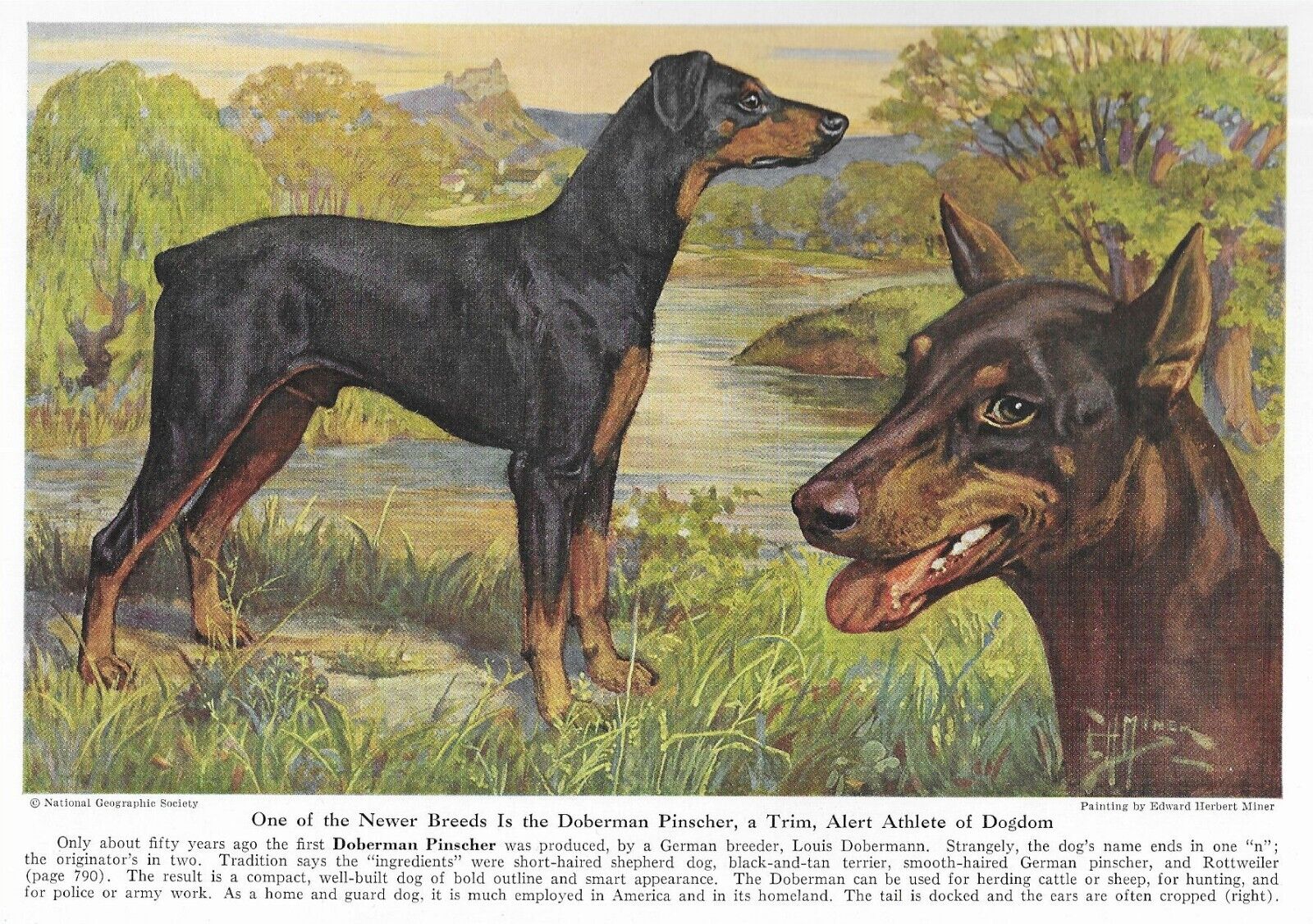 Doberman Pinscher - CUSTOM MATTED - 1941 Vintage Color Dog Art Print