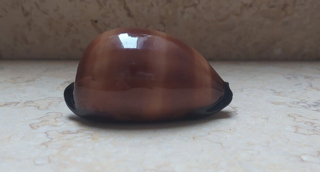 F cypraea exusta  74 mm F++++ wow very rare red sea shell super natural glossy