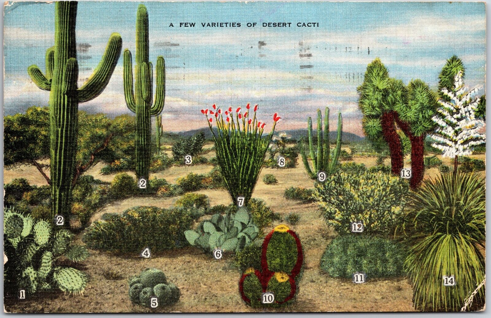 1949 A Few Varieties Of Desert Cacti 14 Species Posted Postcard