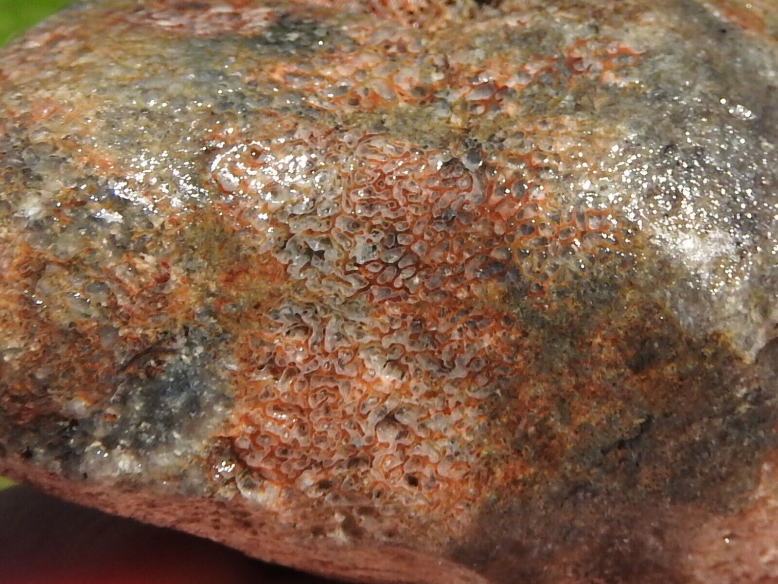 PETRIFIED & AGATIZED Fossil WHALE BONE NODULE (16 ounces) Miocene, California