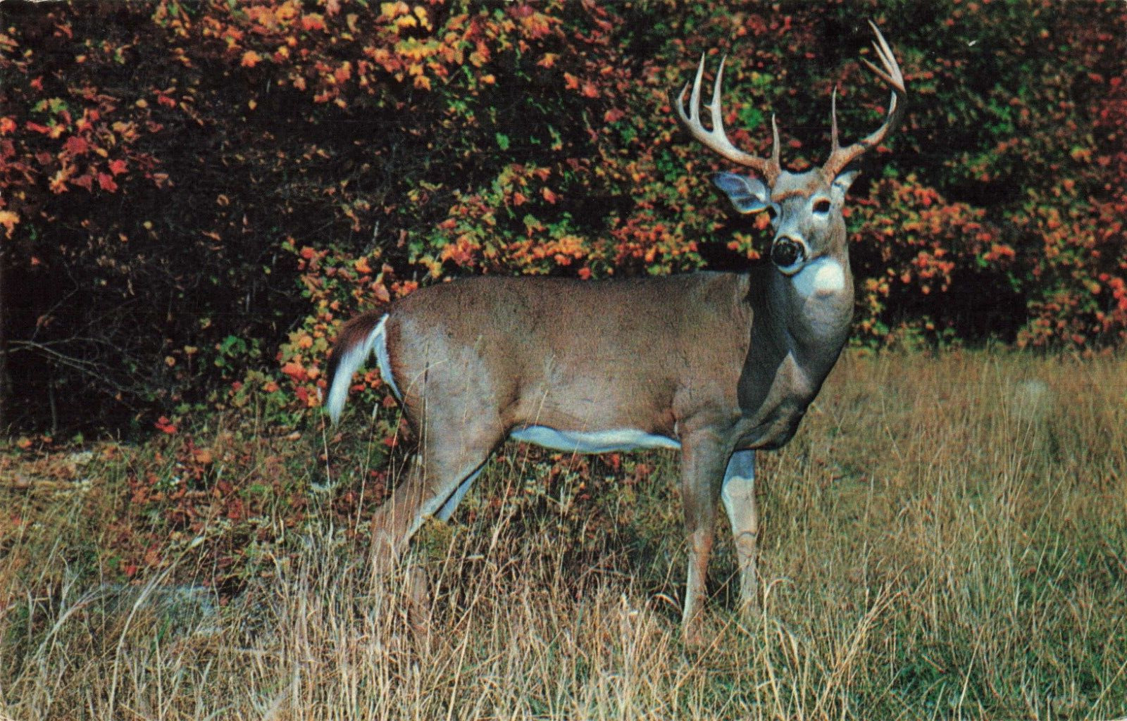 Beautiful Whitetail Buck Deer, Vintage Postcard