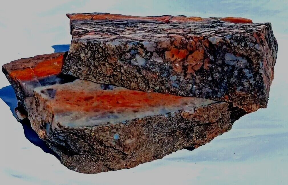 Bisected Volcanic Petrified Wood Limb Cast Yellow Orange Red Yellow Display Utah