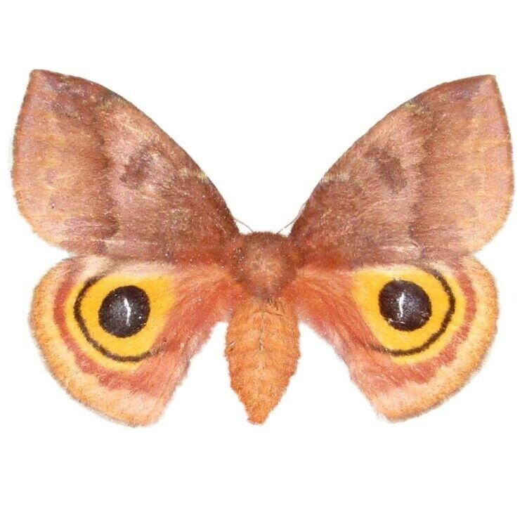 Automeris io pink orange female saturn moth Indiana UNMOUNTED/WINGS CLOSED