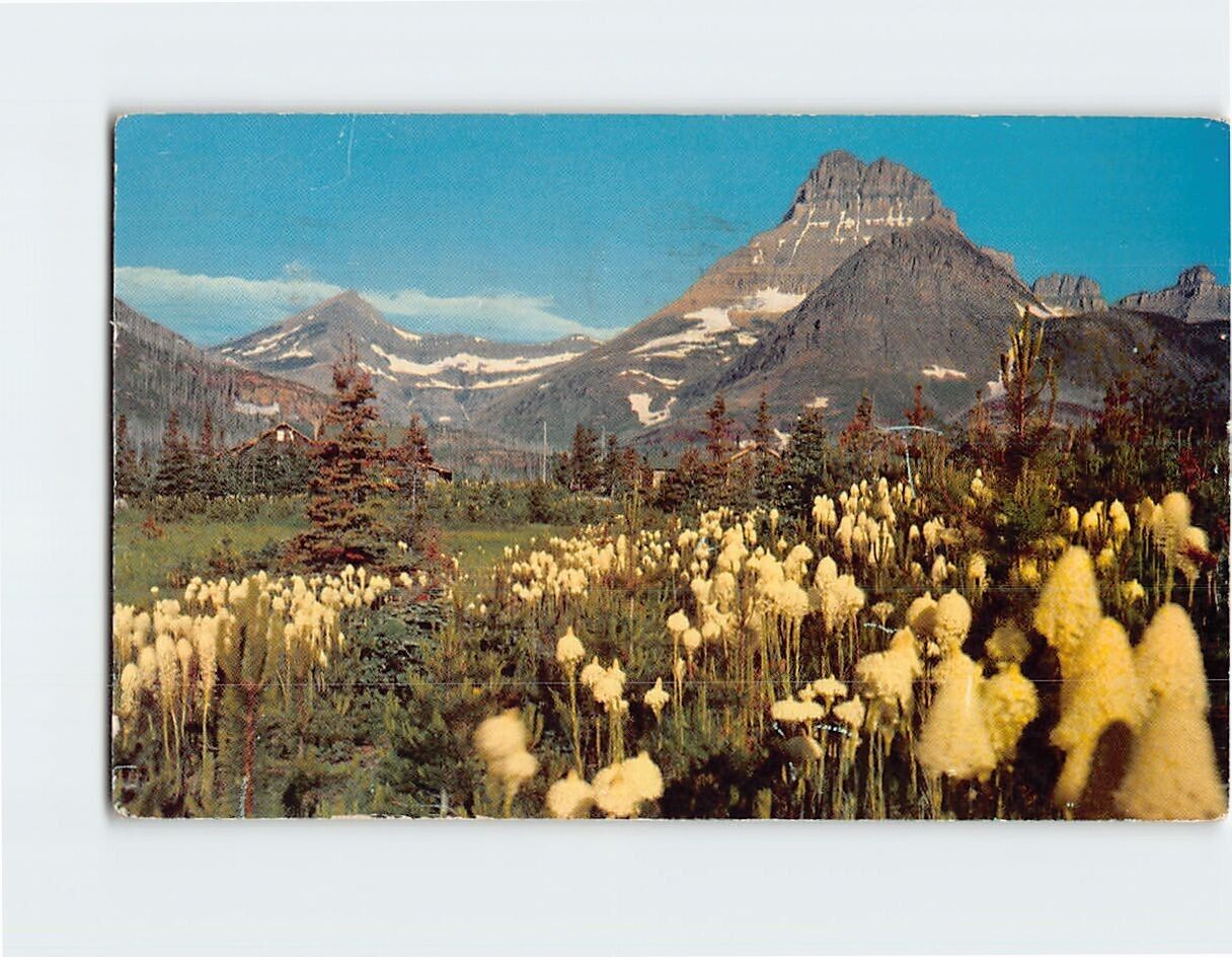 Postcard Bear Grass Glacier National Park Montana USA