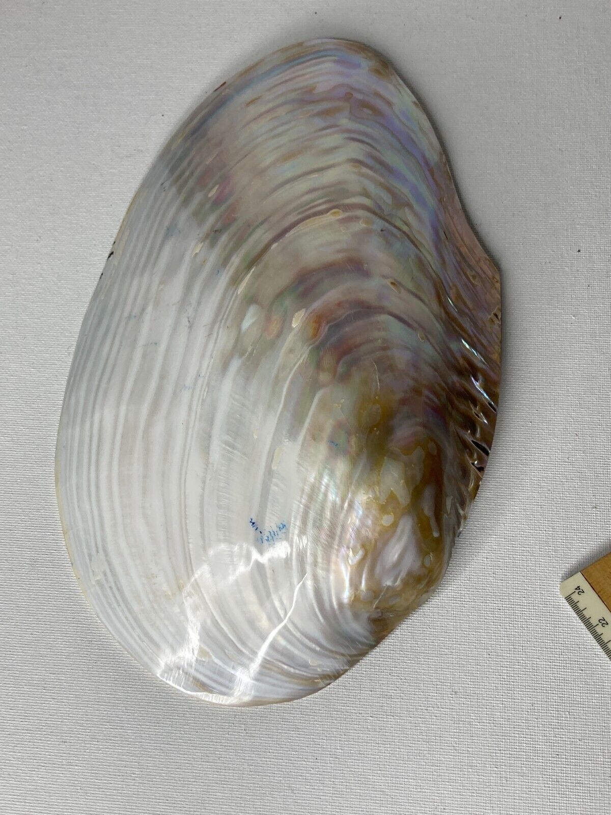 Mother of Pearl Hand Painted Large Shell Vintage Seashell Beach Decor  10 1/2\