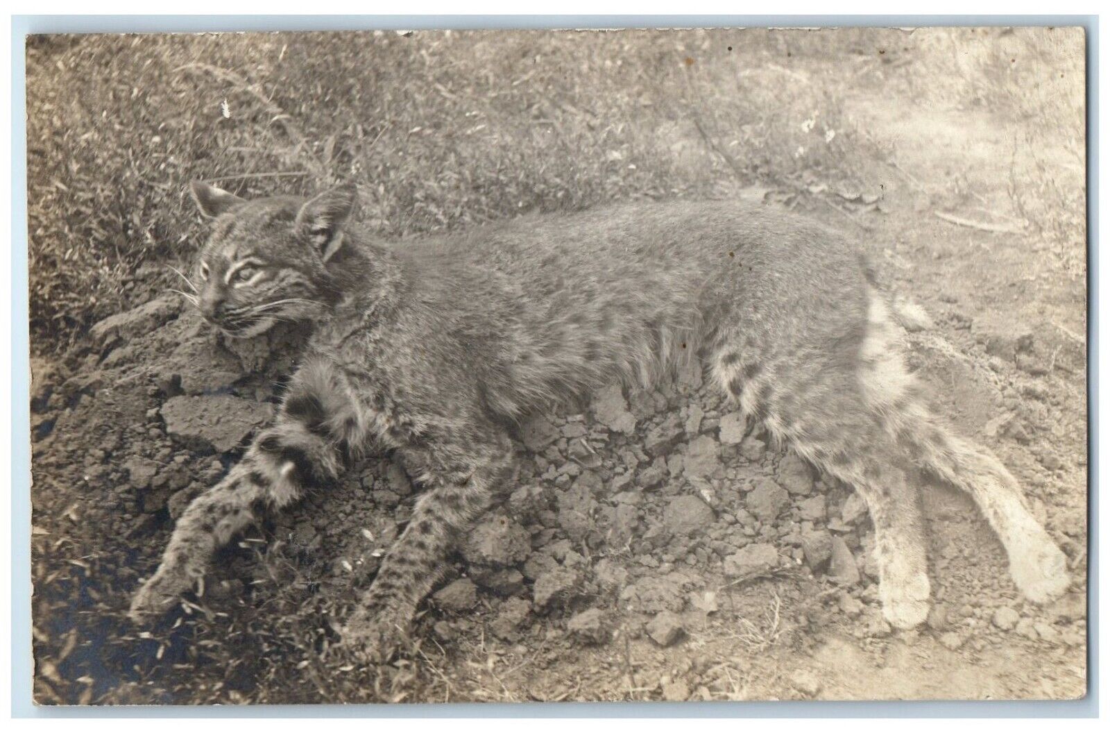 c1910's Dead Bobcat Wild Animal Hunting Unposted Antique RPPC Photo Postcard