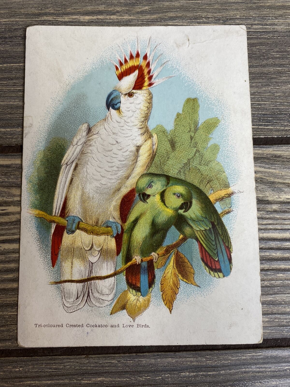 Vintage Card Photo Tri-Colored Crested White Cockatoo Green Love Birds