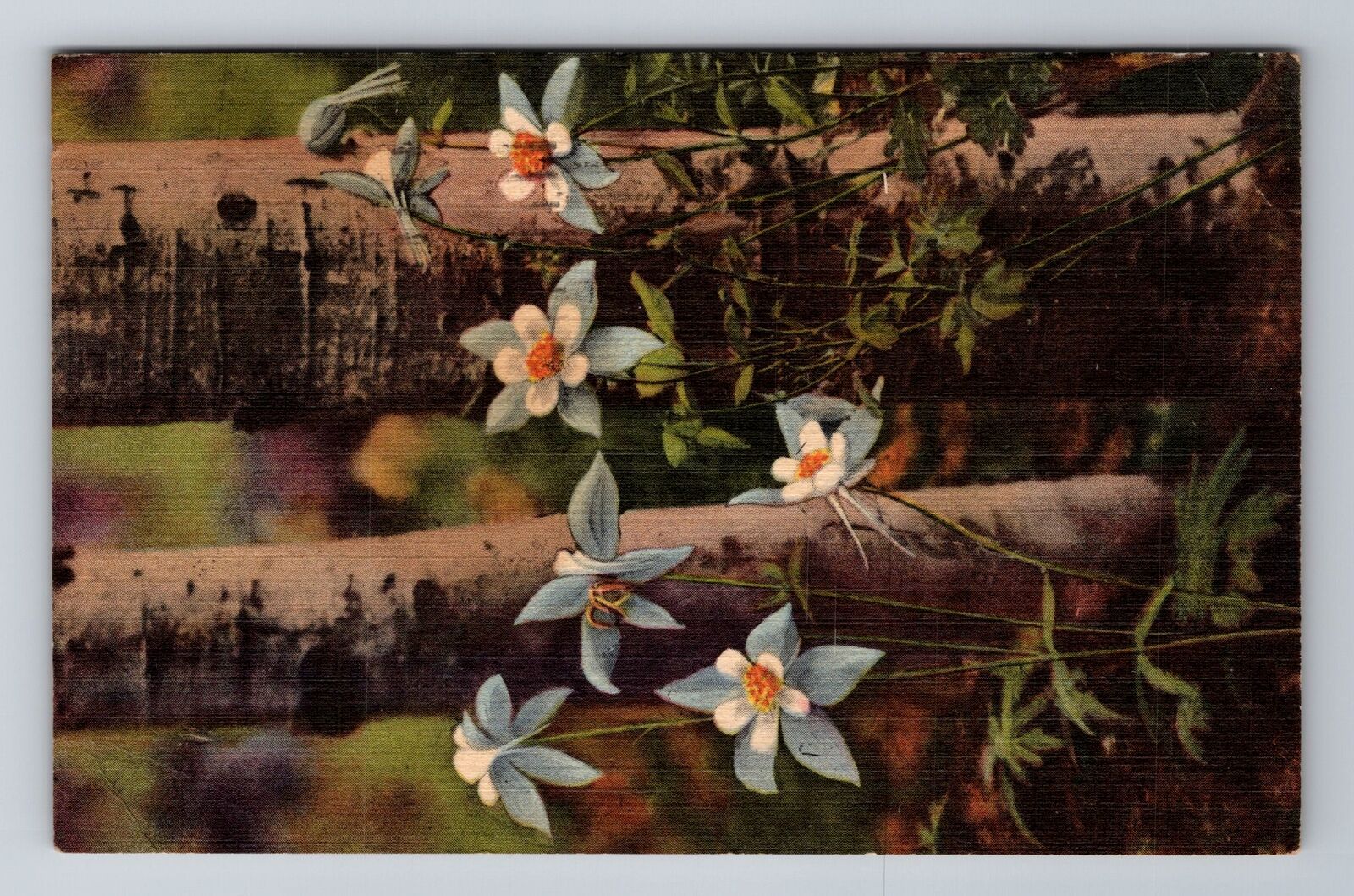 CO-Colorado, Columbines Growing Among The Aspens, Vintage c1953 Postcard