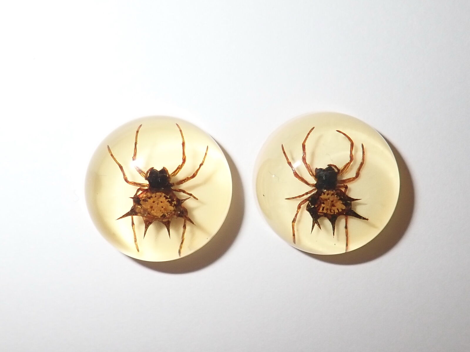 Resin Cabochon Round 19 mm Spiny Spider Amber White Bottom 2 Pieces Lot