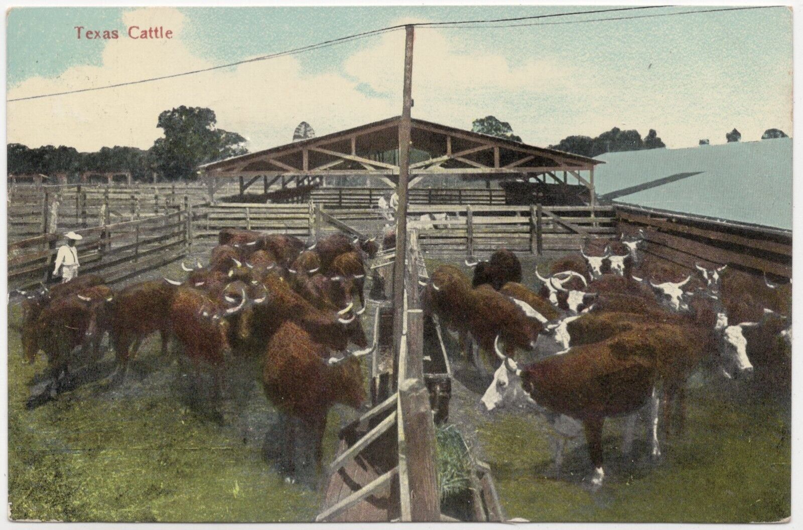 Texas Cattle Posted 1909 Postcard - Serie No. 1 Gulf Coast Country
