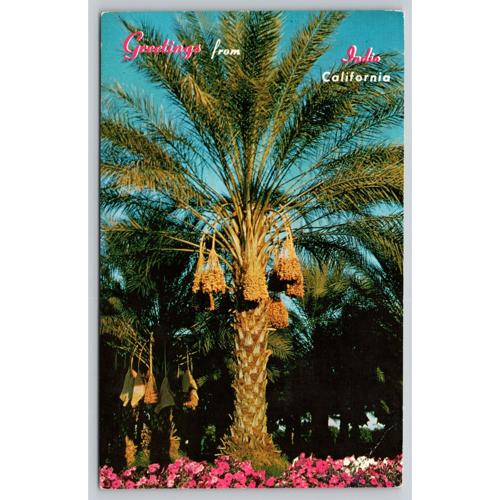 Postcard CA Indio Greetings From Indio California Date Palms