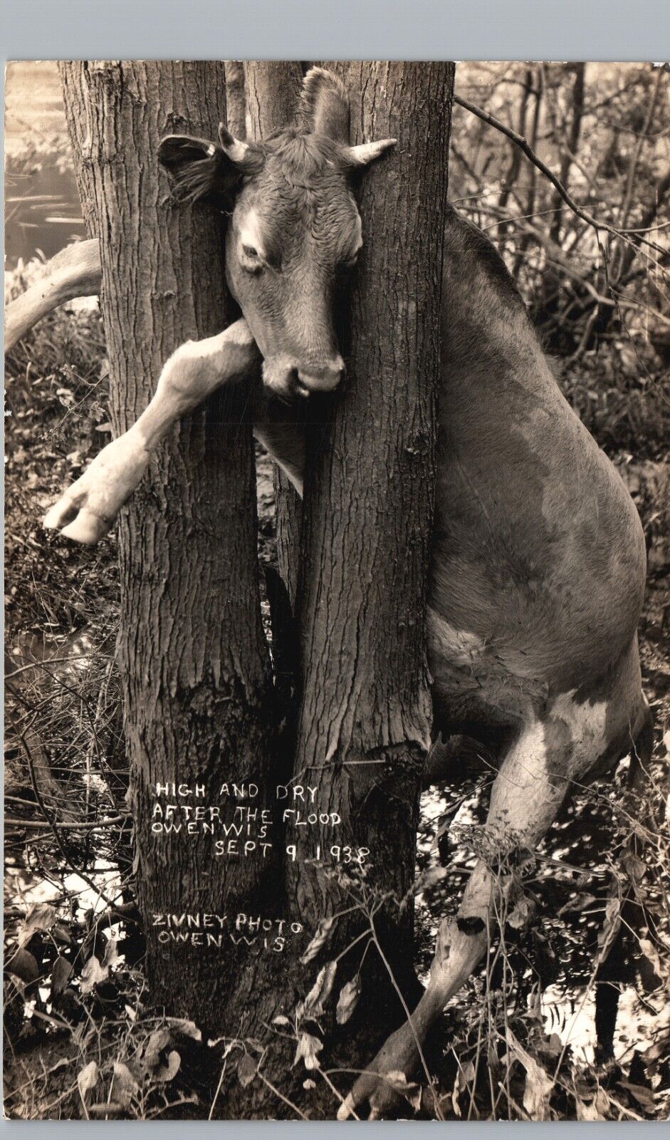 DEAD COW STUCK IN TREE owen wi real photo postcard rppc flood wreck freak scene