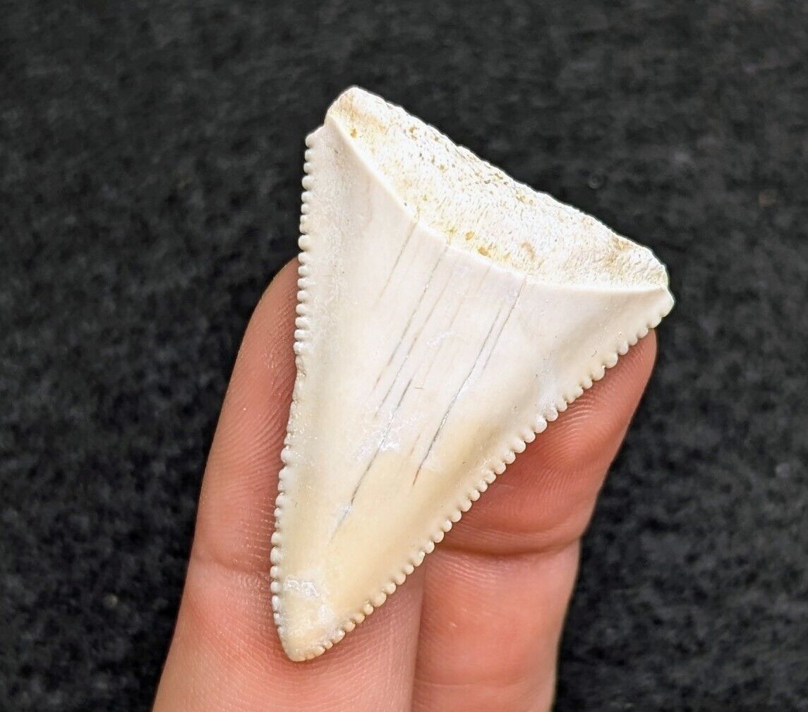 Killer Creamy White Great White Shark Tooth South Carolina Gem