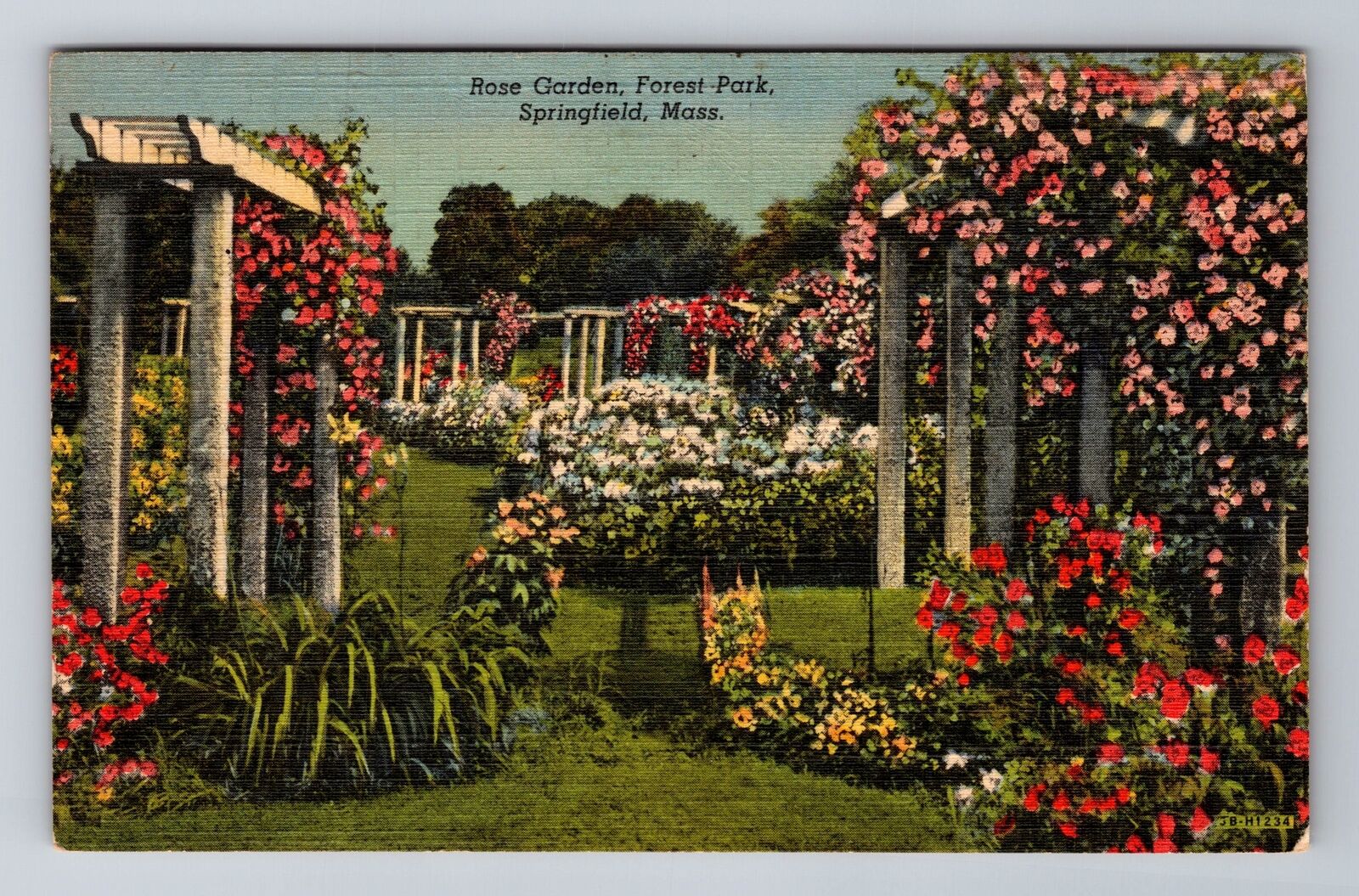 Springfield MA-Massachusetts, Rose Garden, Forest Park, Antique Vintage Postcard
