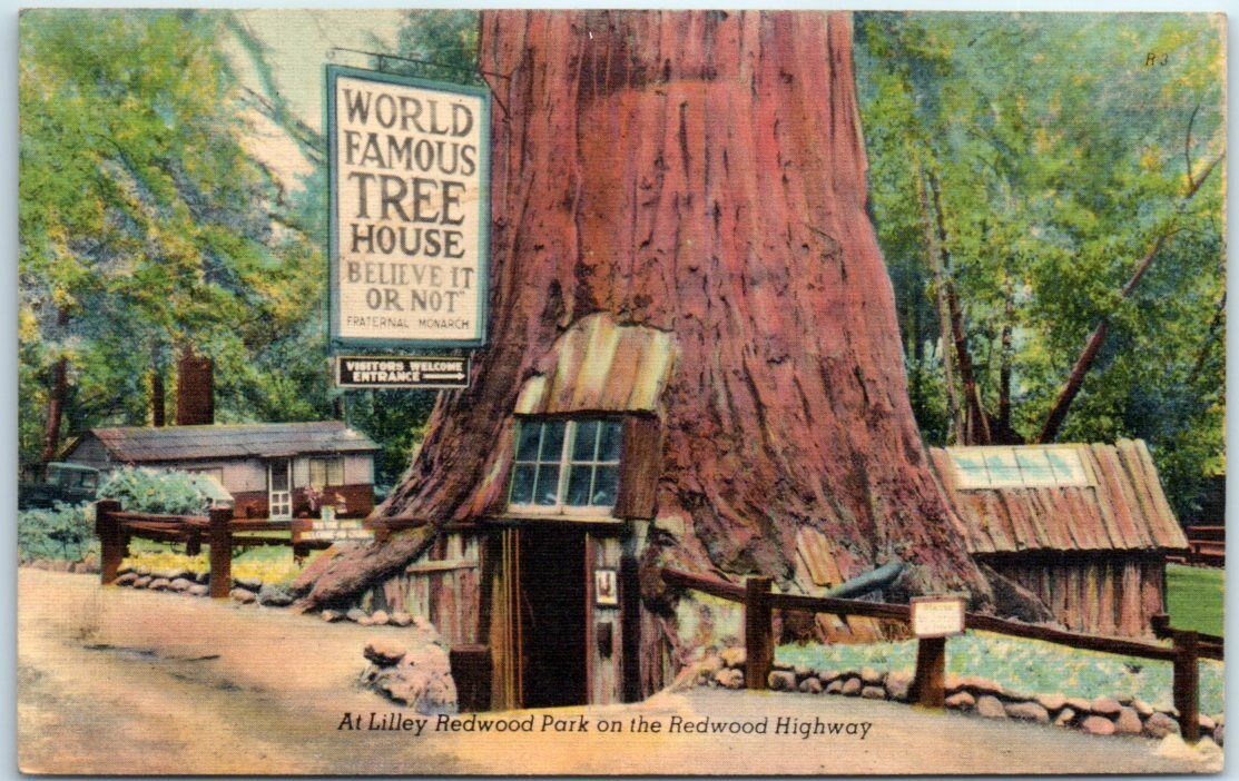 Postcard - At Lilley Redwood Park on the Redwood Highway, California