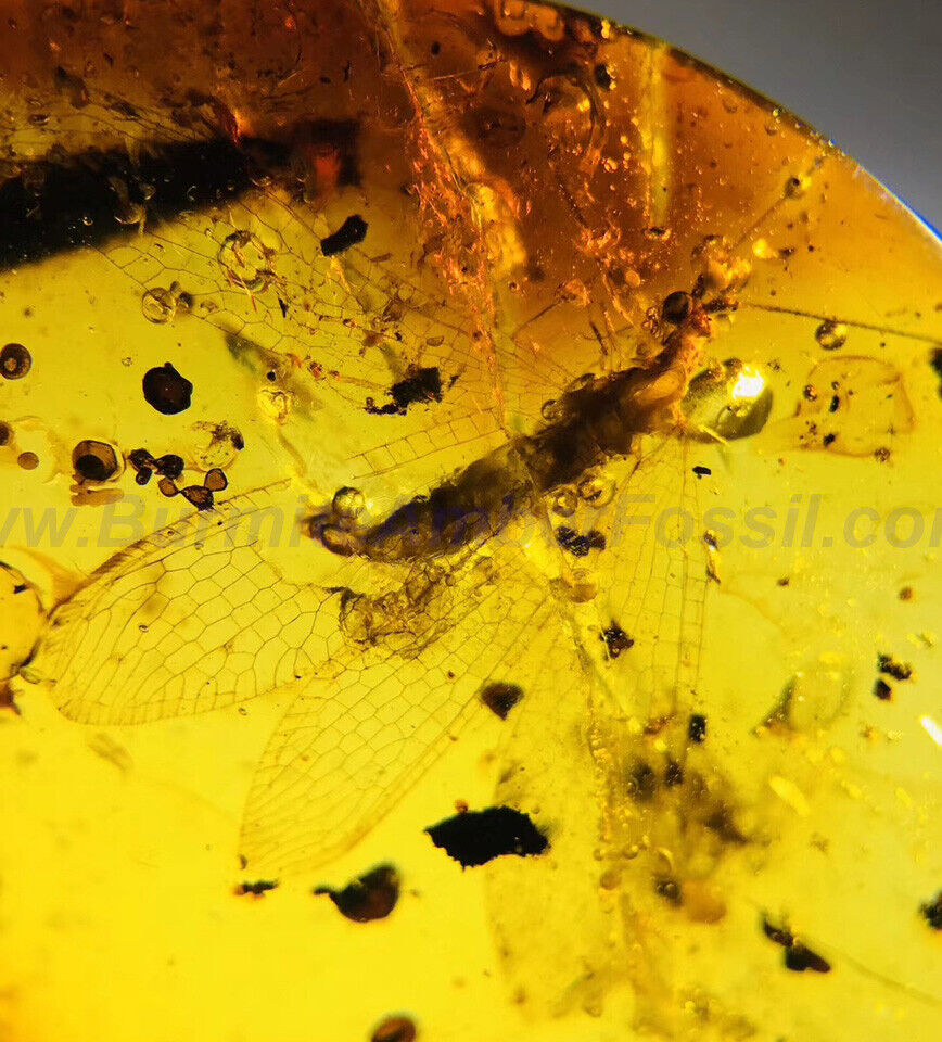 Burmite Amber Fossil-SC5777 Unknown Neuroptera with Four Wings Open /Certificate