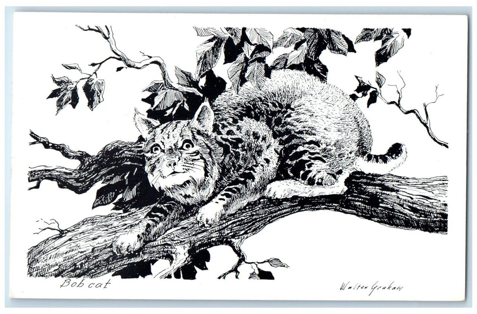 Bobcat Walter Graham Animals West Original Drawings By Western Artist Postcard