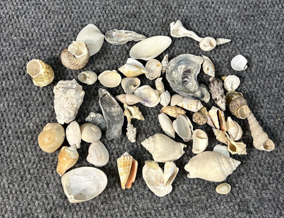Vtg Estate Sea Shell Lot Various Size Shapes Colors Spike Beach Arts Crafts #2