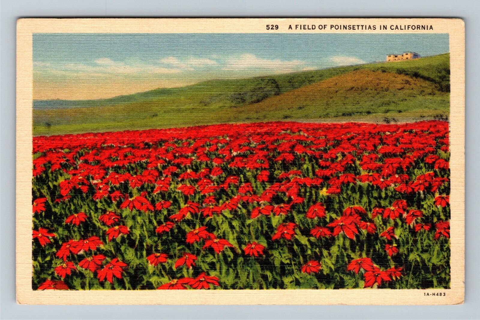 CA-California, Field Of Poinsettias Vintage Souvenir Postcard