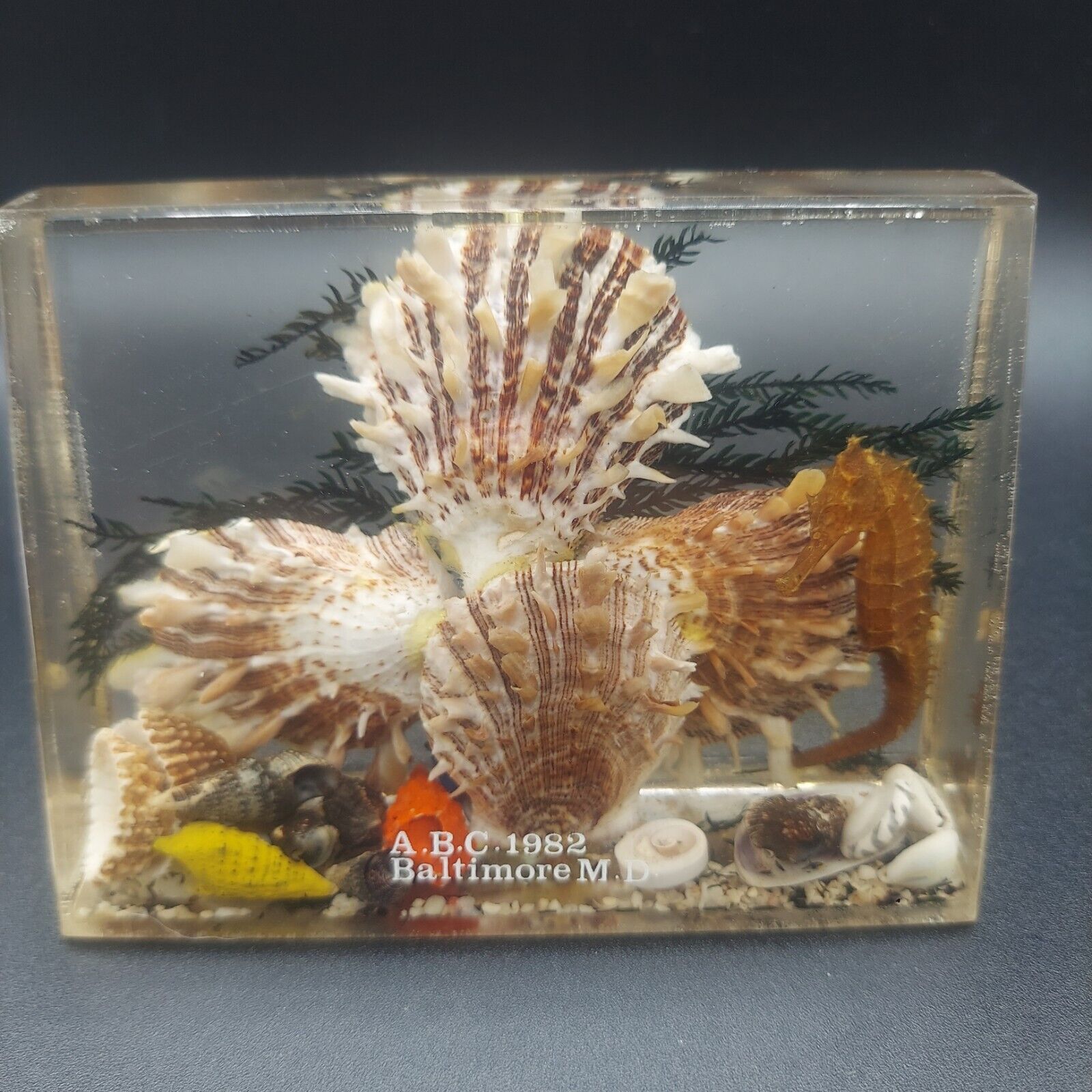 VTG acrylic LUCITE  PAPERWEIGHT encased   SEAHORSE  SHELLS 