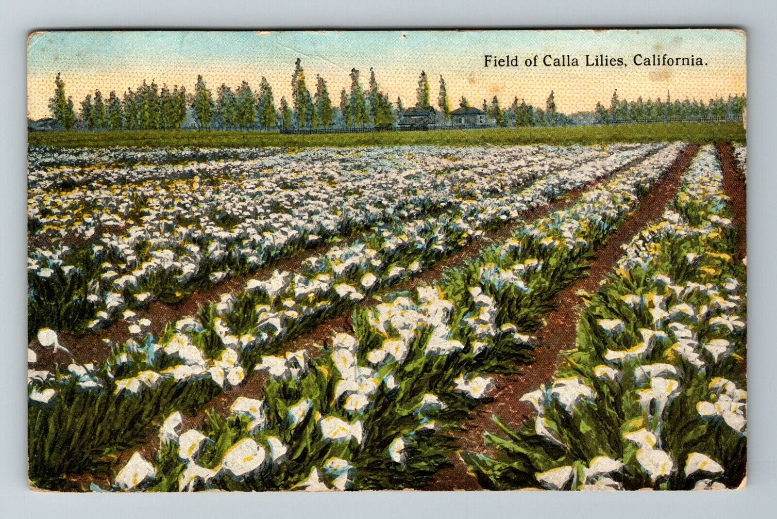 CA-California, Field Calla Lilies, Scenic View Flowers, Vintage Postcard