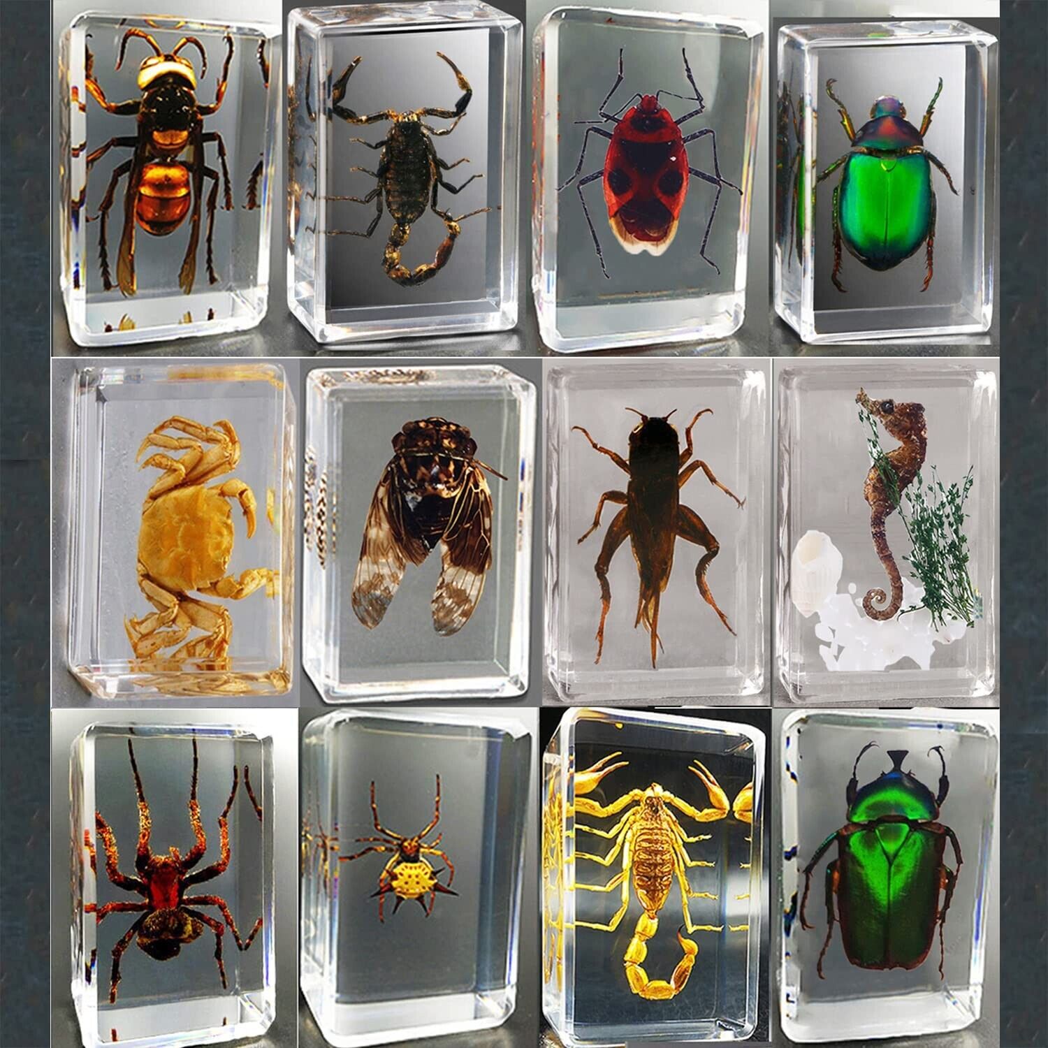 Clear Insect Specimens 12 Pcs Real Animal Specimen Bugs Resin Bug Collection ...