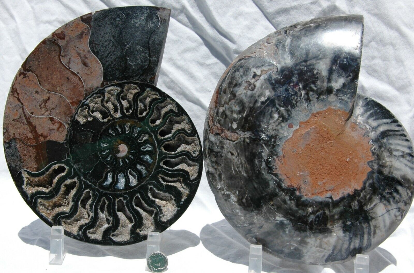 RARE 1n100 BLACK Ammonite Cut Split Pair XXXLarge 8.1\
