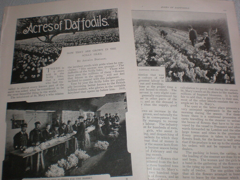 Photo article how daffodils are grown on the Scilly isles 1899