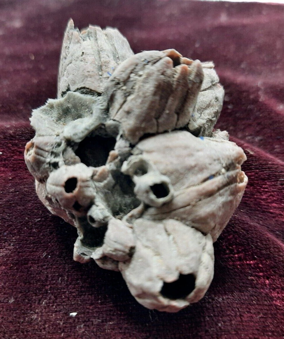 Balanus Fossil Barnacles Cluster from Virginia Fossils Miocene age