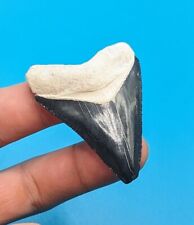 Gorgeous True Glossy Blue 2.1 Megalodon Shark Tooth Bone Valley Florida picture