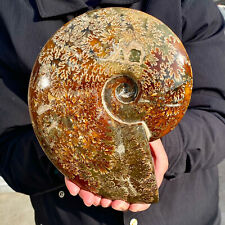 5LB Natural Fossil Snail Agate Fancy Cabochon Gemstones picture