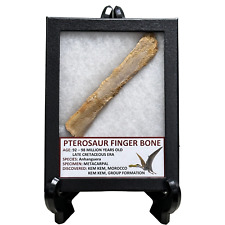 Pterosaur Finger Bone picture