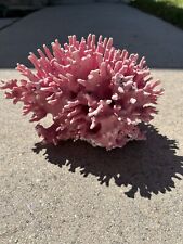 Extremely Rare Natural Allopora California Hydrocoral ( Pink Coral) 9” X 6” picture