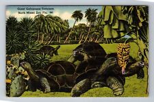 Miami FL-Florida, Giant Galapagos Tortoises, North Miami Zoo, Vintage Postcard picture