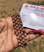 LAB CERTIFIED Rare 2 Mukhi RUDRAKSHA Rudraksh Mala ROSARY 108+1 Prayer Beads picture