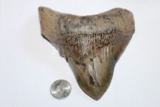 MEGALODON Shark Tooth Fossil No Repair Natural 4.80