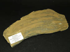 Stromatolite  Gongylina sp.   215g  Canadian   Paleoproterozoic   Precambrian picture