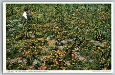 Altadena, California CA - In the Poppy Fields - Vintage Postcard - Unposted picture