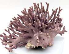 Natural Purple Coral Specimen Allopora California Reef picture
