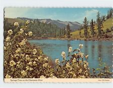 Postcard Syringa Time on the Clearwater River Idaho USA picture