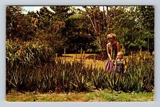 Redlands CA-California, Plant Of Ages Blooms At Dade County, Vintage Postcard picture