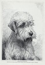 Dandie Dinmont Terrier 