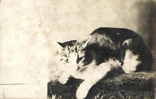 Cats RPPC Cat Real Photo Post Card Vintage picture