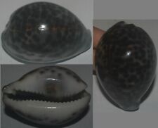 Tonyshells Seashells Cypraea tigris bLACK PATTERN 63mm Gem, superb black pattern picture
