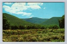 Williamstown MA-Massachusetts, Berkshire Beauty, Vintage Postcard picture